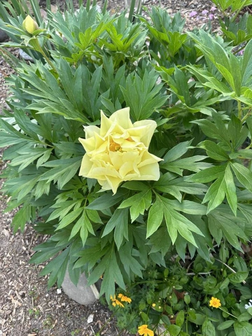 ợ cũ Đàm Vĩnh Hưng cũng bình luận với bạn bè rằng niềm vui của mình là hoa. Được ngắm những loài hoa xinh đẹp thế này, hẳn tâm hồn của ai cũng phải dịu lại.