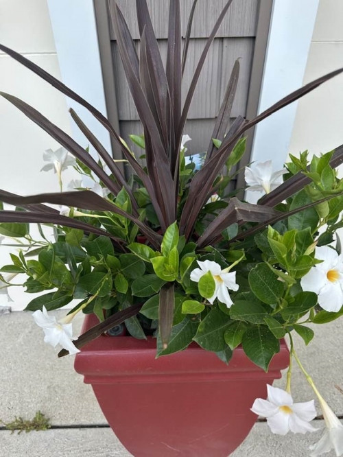 ó thể thấy, trong vườn nhà bà Liên Phạm có rất nhiều hoa cỏ xinh xắn. Nhiều người khen khu vườn của bà bầu sô trông thật đẹp và bình yên.