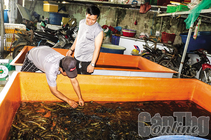 Luon nuoi day dac, trung vit giam kha sau, gia lua gao tang cao