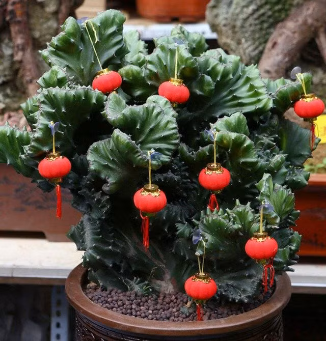 6 cay canh xu xi la bao boi cua nha giau, giup duoi ta khi-Hinh-6