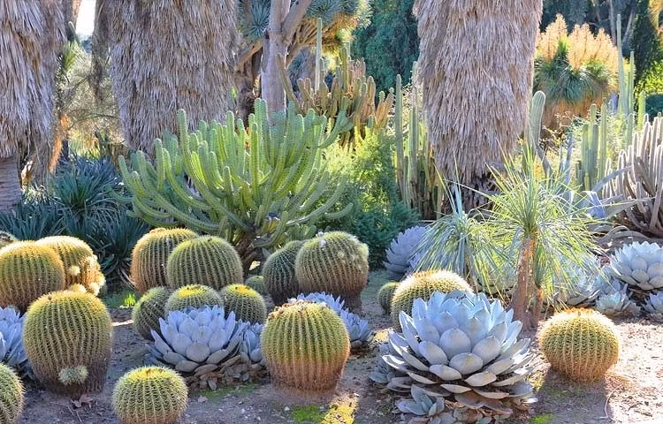 6 cay canh xu xi la bao boi cua nha giau, giup duoi ta khi-Hinh-3