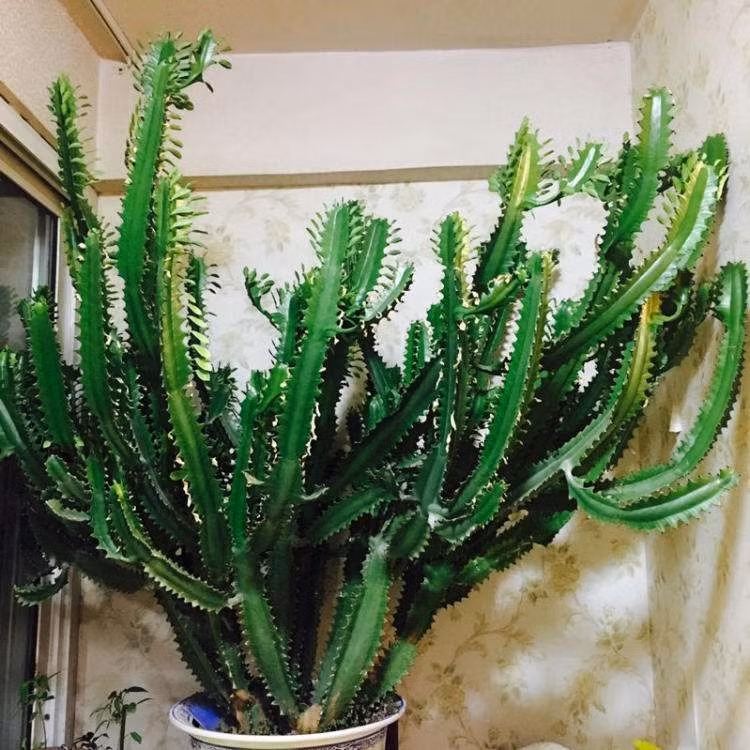 6 cay canh xu xi la bao boi cua nha giau, giup duoi ta khi-Hinh-9