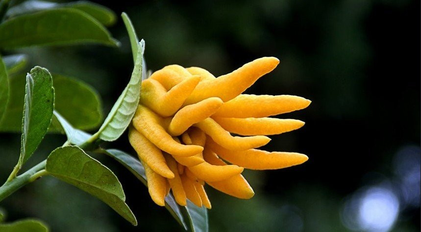 6 cay canh xu xi la bao boi cua nha giau, giup duoi ta khi-Hinh-12