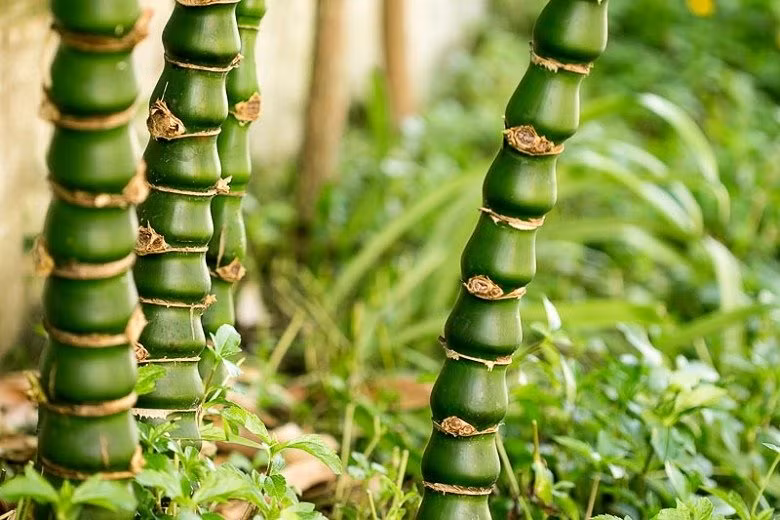 6 cay canh xu xi la bao boi cua nha giau, giup duoi ta khi-Hinh-7