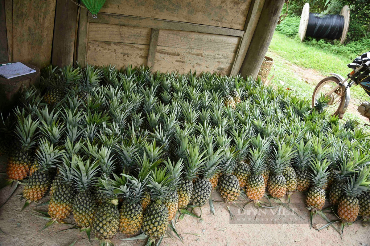 Trồng loại cây có trăm mắt, nông dân Pu Lau thoải mái thu tiền - Hình 4 Trong loai cay co tram mat, nong dan Pu Lau thoai mai thu tien-Hinh-4