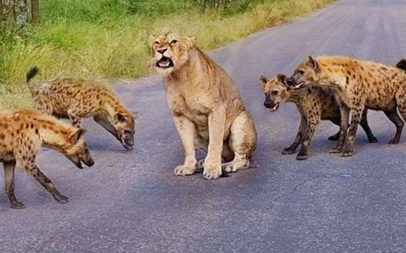 Video: Vua su tu roi vao vong vay cua ke thu truyen kiep