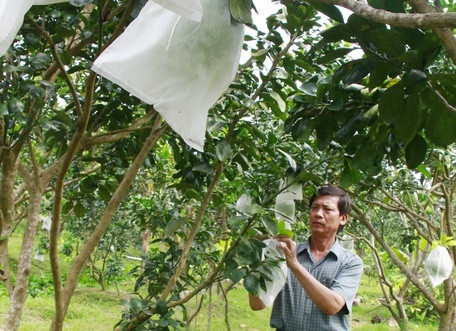 Vườn bưởi Năm Roi sắp chết, nông dân bón phân gì cây nào cũng khỏe? Vuon buoi Nam Roi sap chet, nong dan bon phan gi cay nao cung khoe?