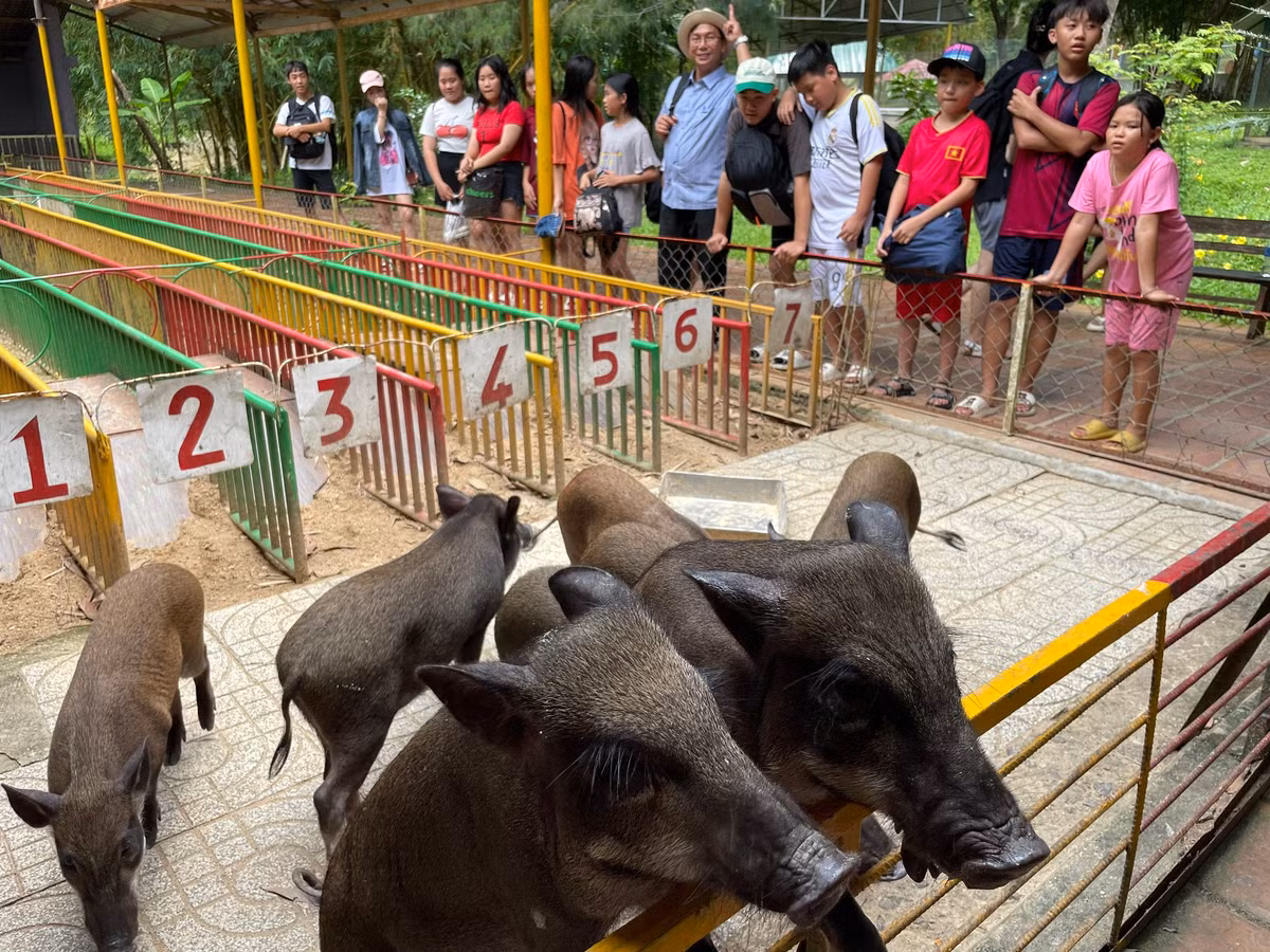 Du khách tham quan, chơi trò đua heo.