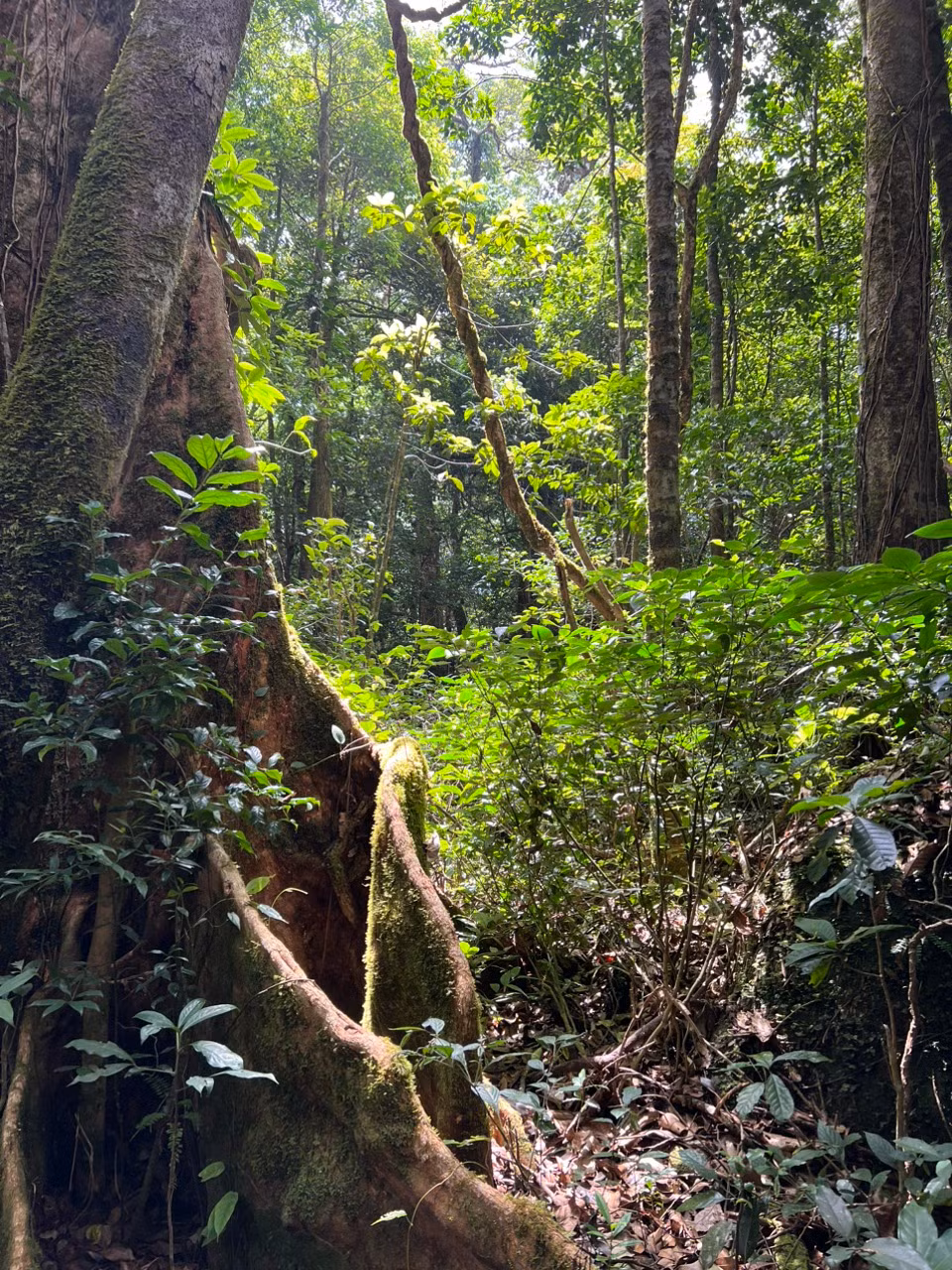 Kham pha dinh nui thieng Brah Yang o cao nguyen Di Linh-Hinh-8