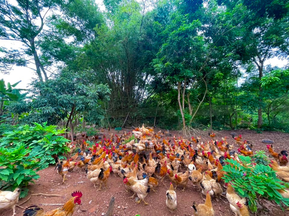 Loai ga dac biet, nang chi hon 1kg nhung co gia 600.000 dong/con-Hinh-2