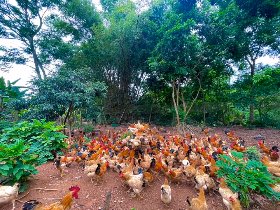 Loai ga dac biet, nang chi hon 1kg nhung co gia 600.000 dong/con-Hinh-2