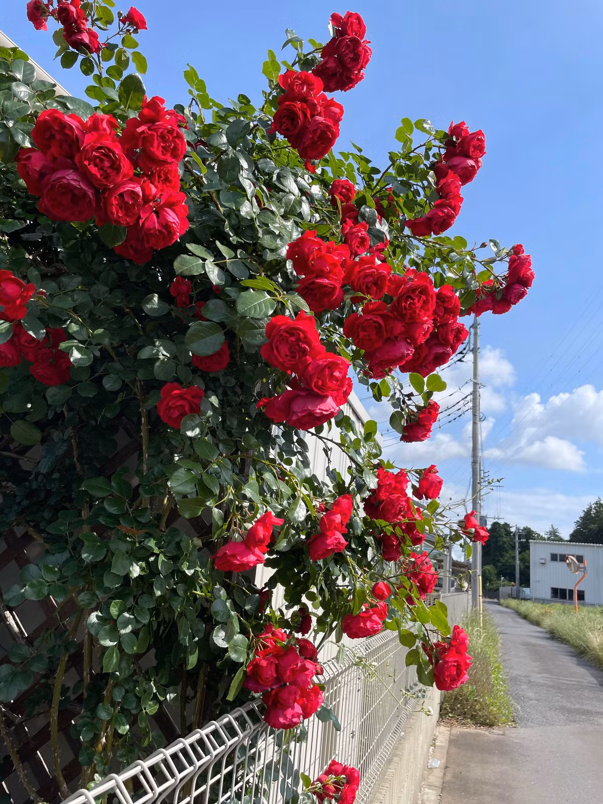 Ngoi nha chua lanh, quanh nam thom nuc mui hoa hong-Hinh-5