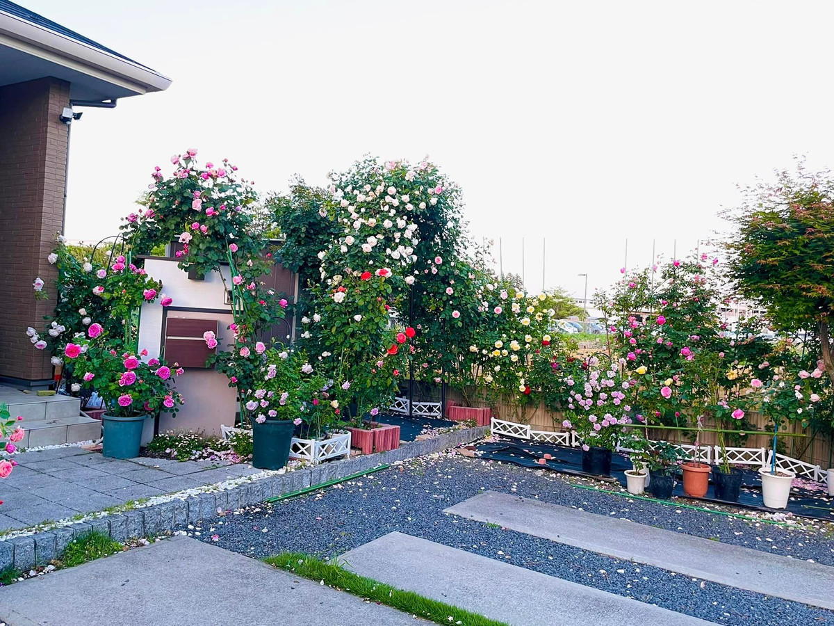 Ngoi nha chua lanh, quanh nam thom nuc mui hoa hong