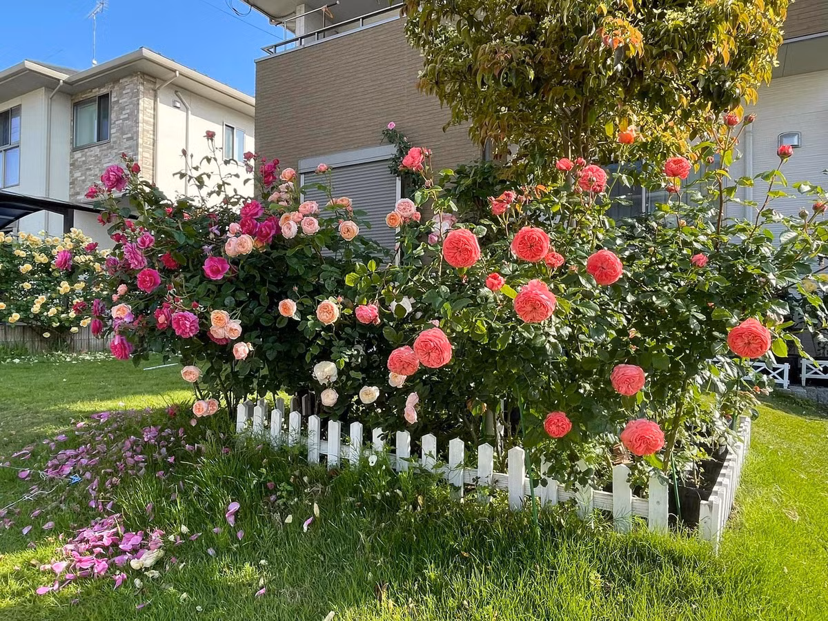 Ngoi nha chua lanh, quanh nam thom nuc mui hoa hong-Hinh-3