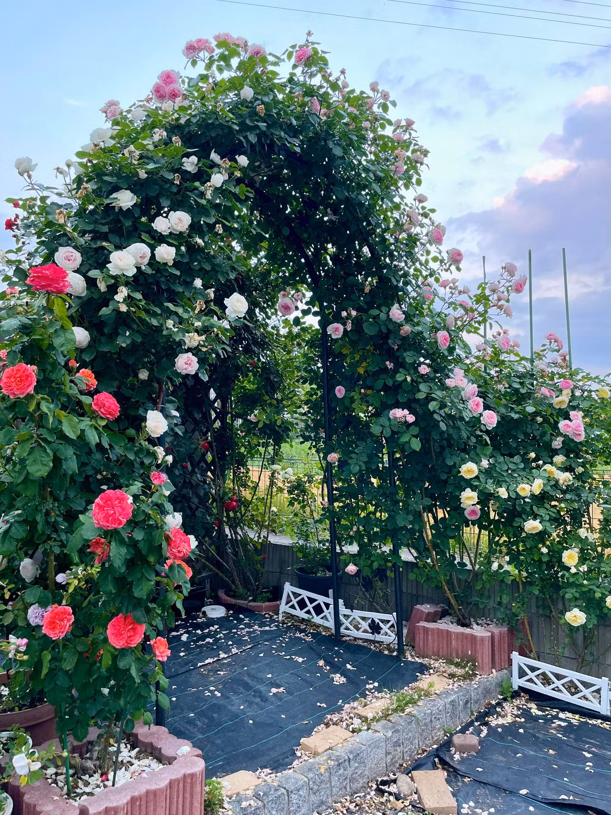 Ngoi nha chua lanh, quanh nam thom nuc mui hoa hong-Hinh-8