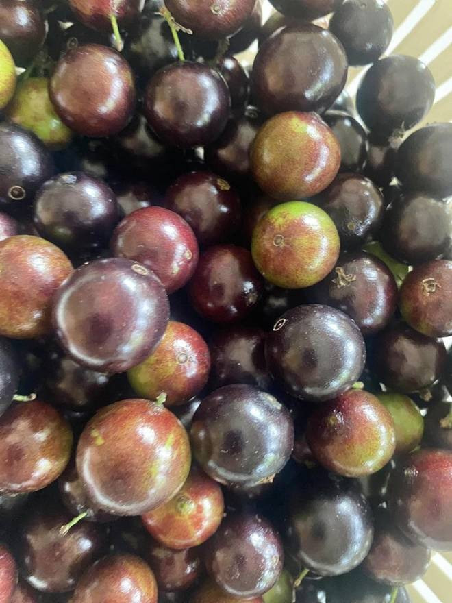 br/> Trong hình là giống nho thân gỗ từng được nhiều người săn lùng về trồng. Thành quả của NSND Thanh Hoa khiến bạn bè phải tấm tắc khen "mát tay" và khoái chí với khu vườn mê ly của bà.