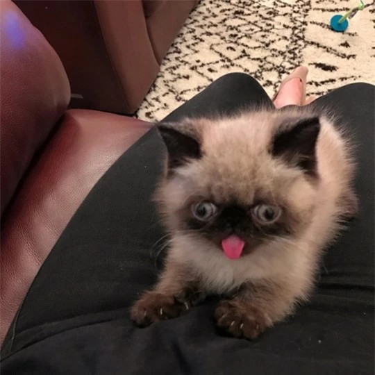 Can canh chu meo dang yeu thich le luoi khi chup anh-Hinh-2