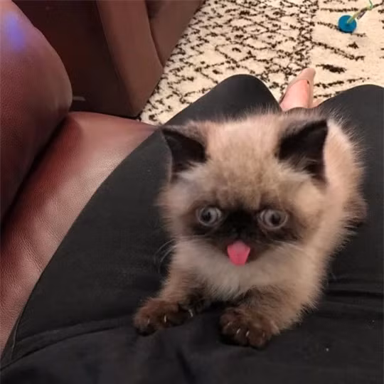 Can canh chu meo dang yeu thich le luoi khi chup anh-Hinh-2