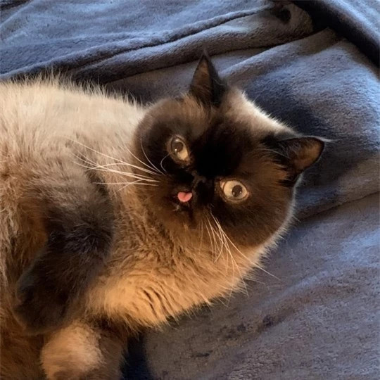 Can canh chu meo dang yeu thich le luoi khi chup anh-Hinh-4