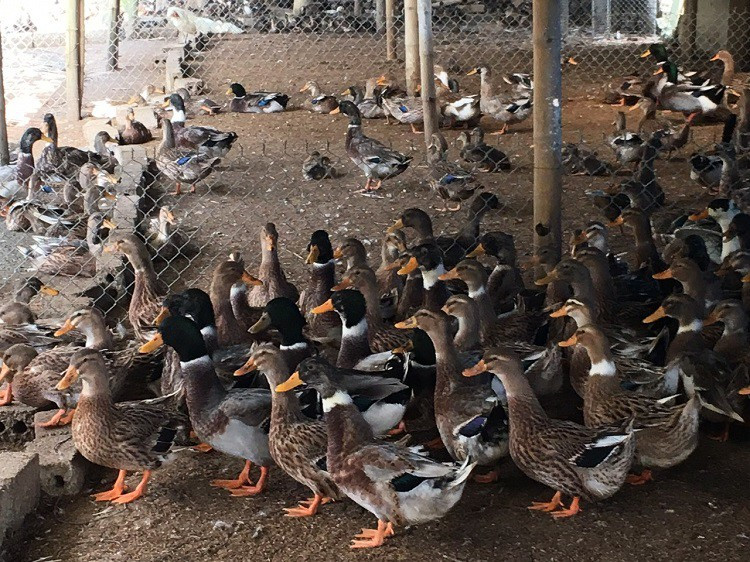 Giang vien Dai hoc nghi viec ve que nuoi “dac san tien vua”, thu bac ty-Hinh-2