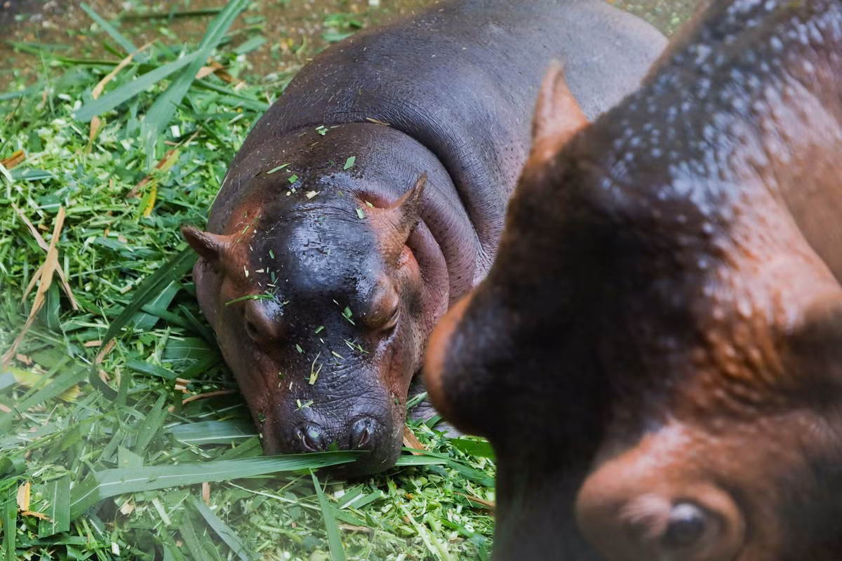 Ha ma baby sieu de thuong khuay dao Vuon thu Ha Noi-Hinh-12