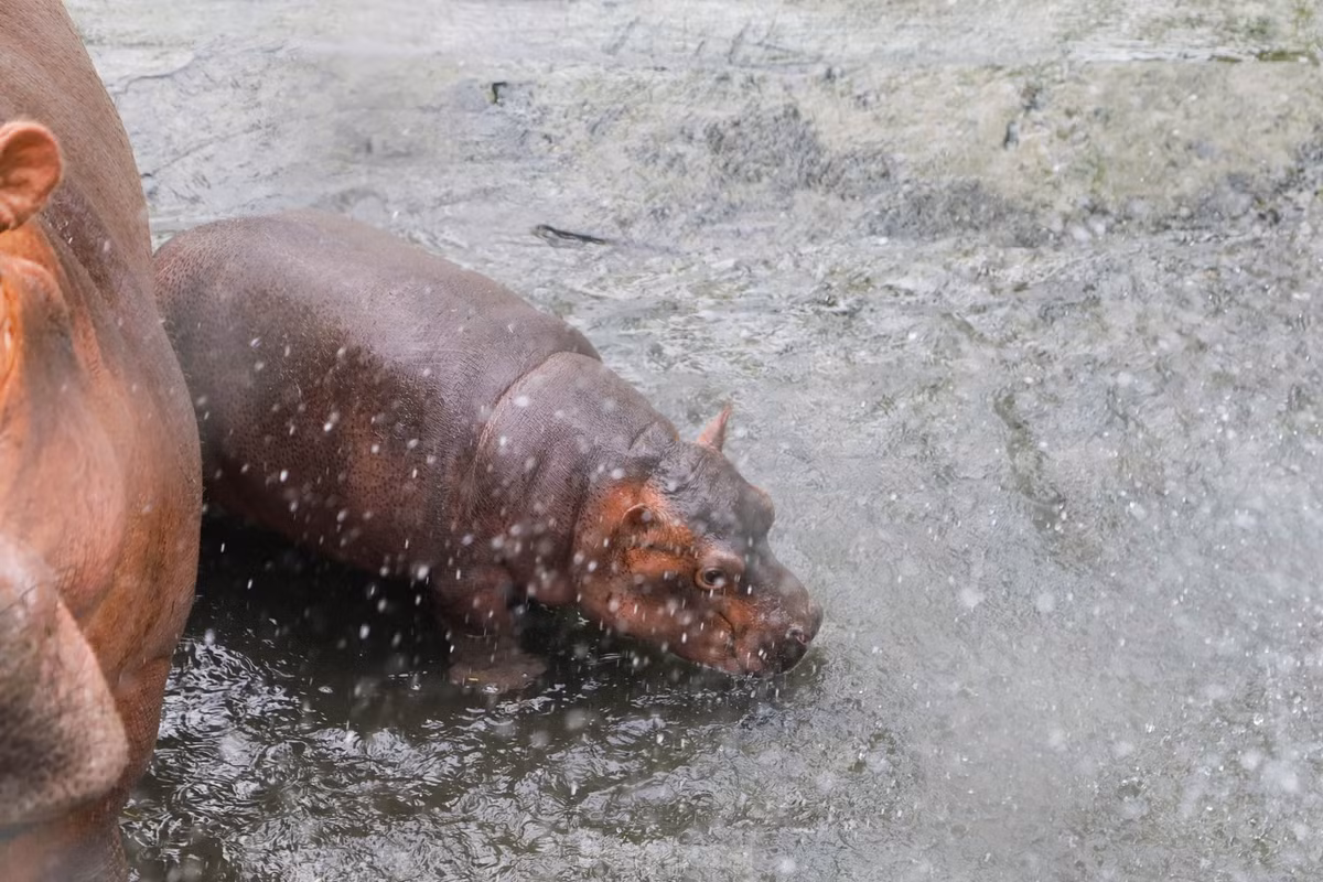 Ha ma baby sieu de thuong khuay dao Vuon thu Ha Noi-Hinh-4