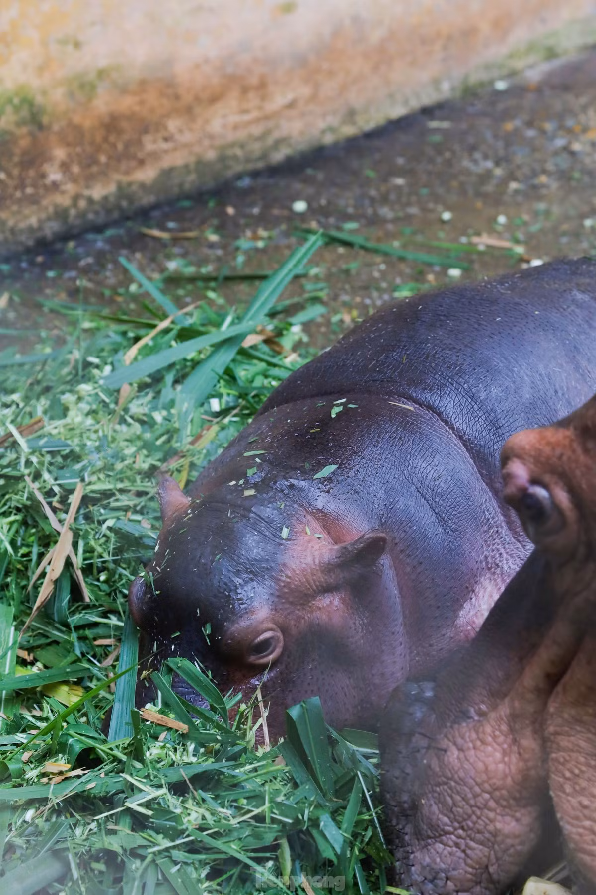 Ha ma baby sieu de thuong khuay dao Vuon thu Ha Noi-Hinh-11