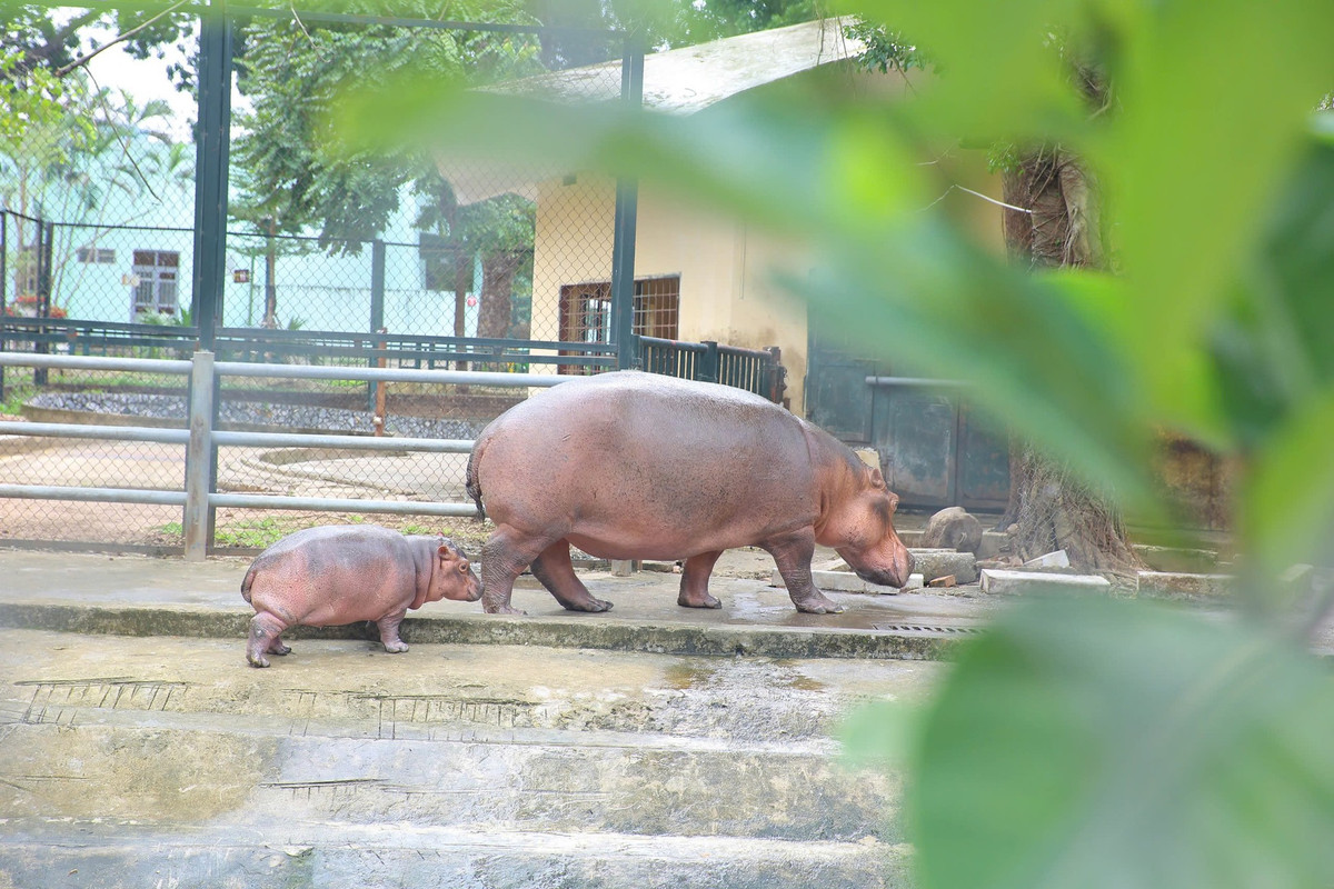 Ha ma baby sieu de thuong khuay dao Vuon thu Ha Noi-Hinh-7