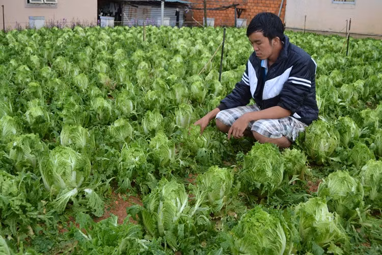  Mưa đá kéo dài hơn một giờ đồng hồ gây thiệt hại hàng chục hecta hoa màu, nhà kính của người dân, ước tính thiệt hại ban đầu lên tới nhiều tỷ đồng.
