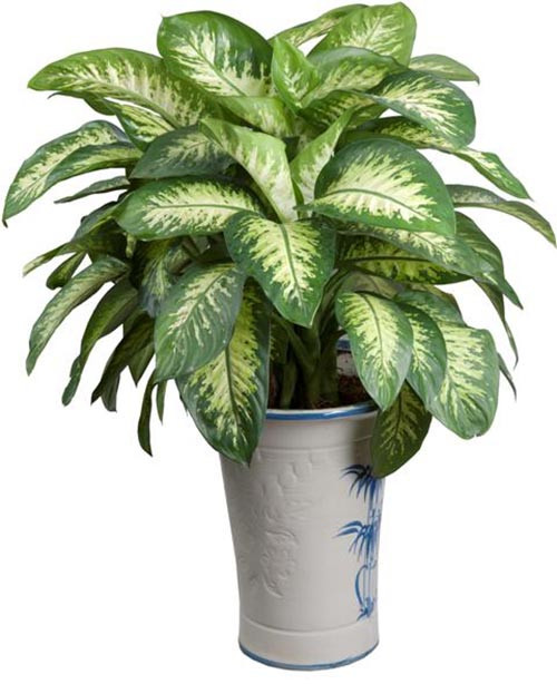 7. Vạn niên thanh: Vạn niên thanh sống lâu năm mà vẫn xanh tốt, mùa đông lá không héo úa nên được coi là loài cây cát tường, sử dụng rộng rãi. Dùng vạn niên thanh trong ngày lễ tết là ngụ ý sung túc tốt đẹp, trong việc hôn nhân là cầu chúc như ý, trong lễ mừng thọ là để chúc sống lâu. Tuy nhiên, không nên trồng cây vạn niên thanh trong nhà, đặc biệt là phòng ngủ vì cây có chất độc, khi vô tình bị nhựa cây dính vào mắt, da sẽ gây bỏng rát, nhất là trẻ nhỏ.