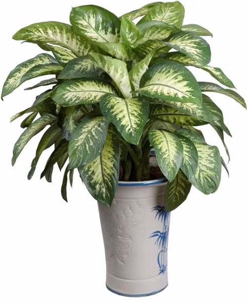 7. Vạn niên thanh: Vạn niên thanh sống lâu năm mà vẫn xanh tốt, mùa đông lá không héo úa nên được coi là loài cây cát tường, sử dụng rộng rãi. Dùng vạn niên thanh trong ngày lễ tết là ngụ ý sung túc tốt đẹp, trong việc hôn nhân là cầu chúc như ý, trong lễ mừng thọ là để chúc sống lâu. Tuy nhiên, không nên trồng cây vạn niên thanh trong nhà, đặc biệt là phòng ngủ vì cây có chất độc, khi vô tình bị nhựa cây dính vào mắt, da sẽ gây bỏng rát, nhất là trẻ nhỏ.