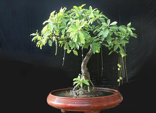 9. Cây lộc vừng: Theo cha ông xưa thì “Lộc” ứng với tài lộc, “Vừng” ứng với nhỏ nhưng nhiều. Hoa màu đỏ tượng trưng cho hỷ sự, tức là chuyện vui trong nhà. Tóm lại, cây lộc vừng có ý nghĩa mang lại nhiều lộc, nhiều niềm vui trong gia đình. Nên trồng cây ở sân trước, vị trí thoáng đãng cả 4 phía để tán cây phát triển đều.