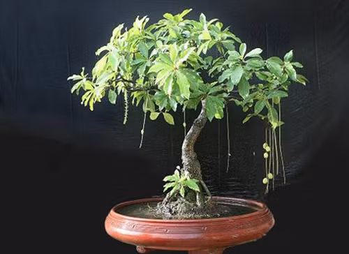 9. Cây lộc vừng: Theo cha ông xưa thì “Lộc” ứng với tài lộc, “Vừng” ứng với nhỏ nhưng nhiều. Hoa màu đỏ tượng trưng cho hỷ sự, tức là chuyện vui trong nhà. Tóm lại, cây lộc vừng có ý nghĩa mang lại nhiều lộc, nhiều niềm vui trong gia đình. Nên trồng cây ở sân trước, vị trí thoáng đãng cả 4 phía để tán cây phát triển đều.