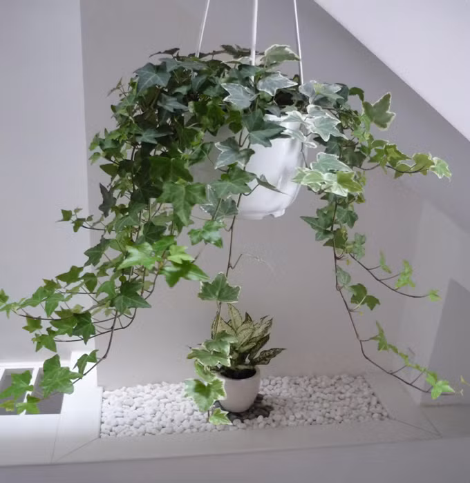 8. Cây thường xuân: Là loại cây xanh tốt quanh năm, thường xuân có sức sống rất mãnh liệt, ngay cả trong mùa đông giá rét. Vì vậy, nó được xem là loại cây rất tốt theo phong thủy, là món quà thích hợp cho những dịp như lễ tết, thi cử, mừng thọ, mừng thăng chức, khai trương. Ngay cả trong tình yêu, đây cũng là quà tặng đầy ý nghĩa. Theo quan niệm dân gian, một công dụng khác của dây thường xuân là khả năng trừ tà. Chính vì thế nó cũng là loài cây mang lại bình an, may mắn cho gia chủ.