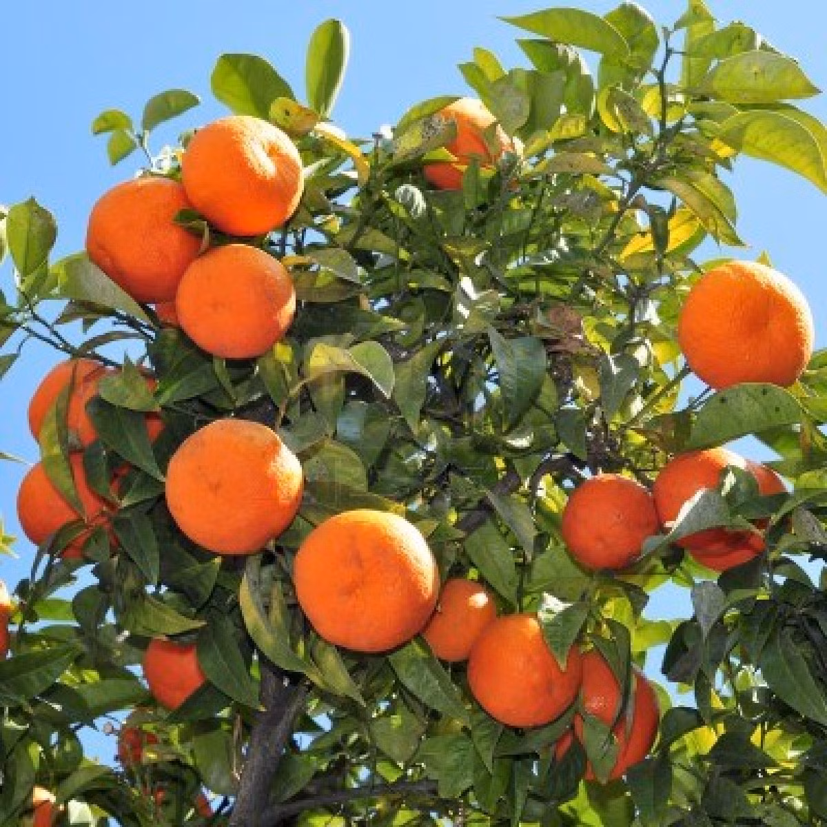 5. Cây thuộc họ cam, chanh: Các loại cây thuộc họ cam, chanh thích hợp đặt ở cửa ra vào để mang đến nguồn tiền tài dồi dào. Hơn nữa, quả cam, chanh… giống như một kiểu “mộc nhãn” giúp chủ nhân tinh tường, nhìn ra được cơ hội làm ăn, dự đoán được các nguy cơ trong công việc để hóa giải.