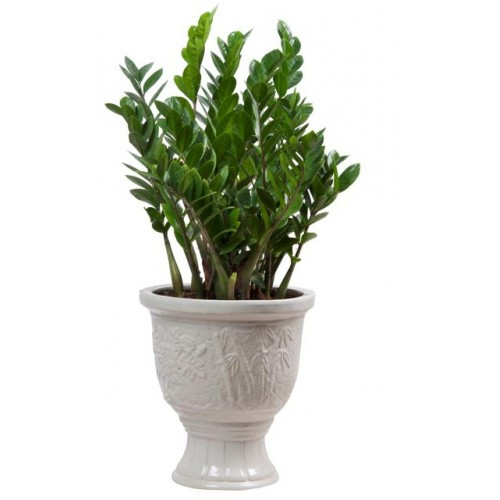 6. Cây kim tiền: Được coi là loại cây "phú quý", có tác dụng chiêu tài nên kim tiền rất thích hợp làm quà tặng trong những dịp mừng lễ, tết, thăng chức, khai trương. Nếu cột lên cây vài sợi chỉ đỏ hoặc vài đồng tiền vàng (tượng trưng) thì sẽ trở thành cây phát tài, có ý nghĩa về mặt phong thủy và rất đẹp mắt. Nên bày cây ở hướng Đông, Đông Bắc trong nhà ở, phòng hội họp, văn phòng, nhà hàng, khách sạn.