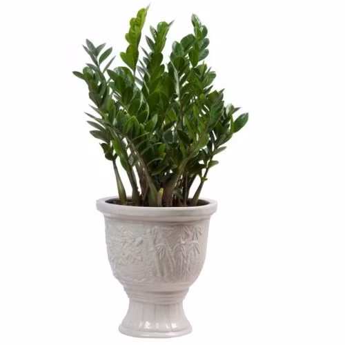 6. Cây kim tiền: Được coi là loại cây "phú quý", có tác dụng chiêu tài nên kim tiền rất thích hợp làm quà tặng trong những dịp mừng lễ, tết, thăng chức, khai trương. Nếu cột lên cây vài sợi chỉ đỏ hoặc vài đồng tiền vàng (tượng trưng) thì sẽ trở thành cây phát tài, có ý nghĩa về mặt phong thủy và rất đẹp mắt. Nên bày cây ở hướng Đông, Đông Bắc trong nhà ở, phòng hội họp, văn phòng, nhà hàng, khách sạn.