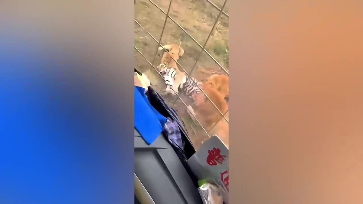 Video: Hổ dữ bị 3 con sư tử “đánh hội đồng” và cái kết Video: Ho du bi 3 con su tu “danh hoi dong” va cai ket