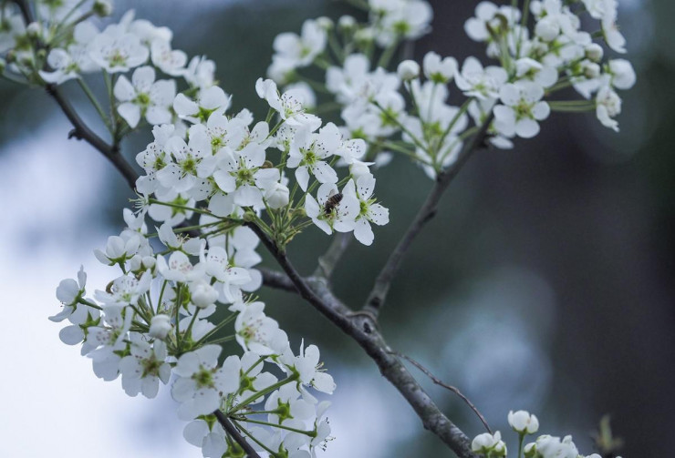 Không giống như những loại hoa khác, hoa lê nở nhiều đợt, mỗi đợt từ 10 đến 15 ngày, nếu mua những cành còn nhiều nụ, có thể chơi được từ 1 đến 2 tháng.
