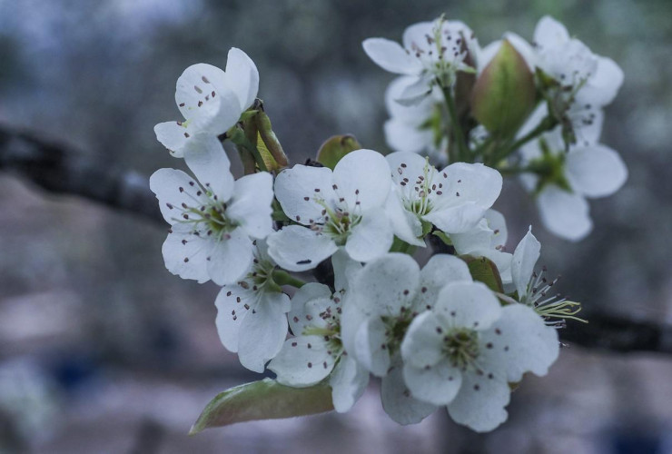 Hoa lê có màu trắng tinh khôi, khi nở 5 cánh căng nảy bật ra từ thân cành xù xì. Hoa lê rừng không chỉ đẹp mà còn mang ý nghĩa phong thủy đặc biệt, biểu trưng cho sự thanh khiết, bình yên và ấm áp trong cuộc sống.
