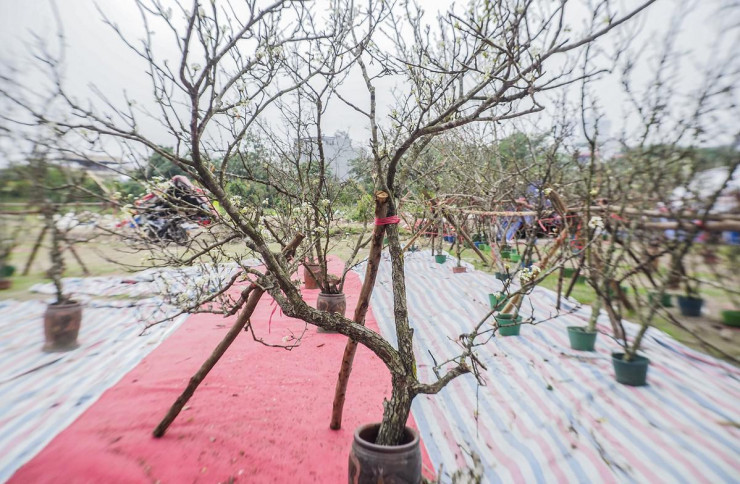 Hoa lê (hay còn gọi là hoa lê trắng, hoa mắc cọp) vốn được trồng nhiều ở các tỉnh phía Bắc như: Yên Bái, Lào Cai, Hà Giang, Lạng Sơn… Giá mỗi cành hoa lê từ 100 nghìn đồng đến 5 triệu đồng, tùy vào kích thước cành, số lượng hoa...