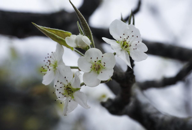 Một tiểu thương chia sẻ: "Người dân Thủ đô đa phần mua cành to vì nhiều nụ và có quả. Hoa nhiều nụ mới bán được, còn hoa đã nở nhiều dù đẹp mấy họ cũng không mua.