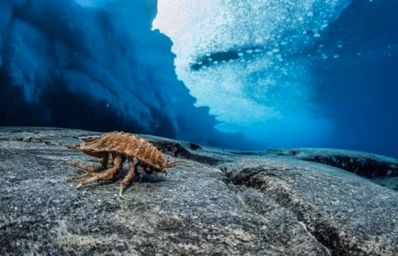 Loai vat bi an duoc phat hien duoi bang o Nam Cuc-Hinh-7