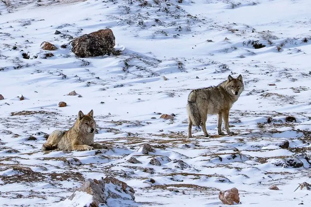 Tai sao cho ngao Tay Tang song thoai mai o am 40 do C?-Hinh-5