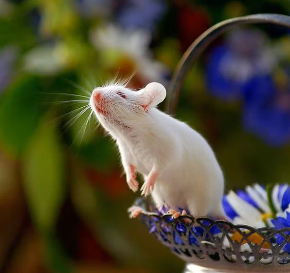 Con giáp này rất dễ thích nghi và có thể nổi trội bất kể họ đang ở trong môi trường nào. Đàn ông tuổi Tý thông minh, có thể phán đoán chính xác diễn biến của sự việc, có tài tiên đoán. 