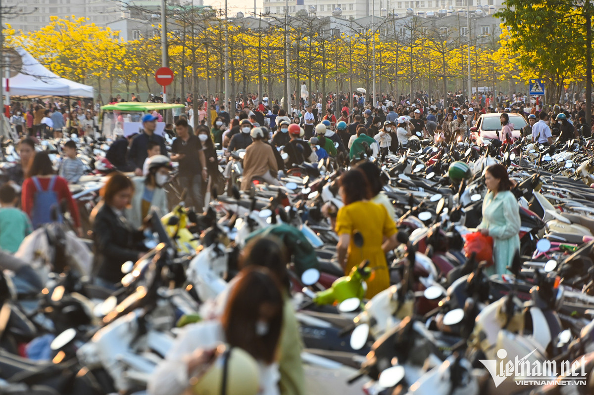 Chiều 26/2, cung đường tràn ngập sắc vàng của hoa phong linh tại một khu đô thị thuộc quận Hà Đông (Hà Nội) được hàng trăm người và xe vây kín.