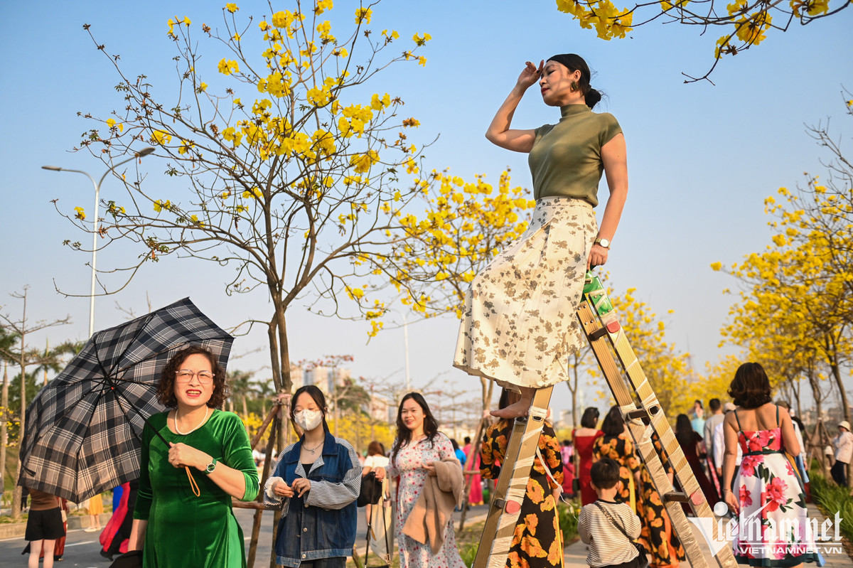 Năm nay phong linh nở sớm, thông thường phải đến giữa tháng 3 loài hoa này mới bắt đầu vào mùa.