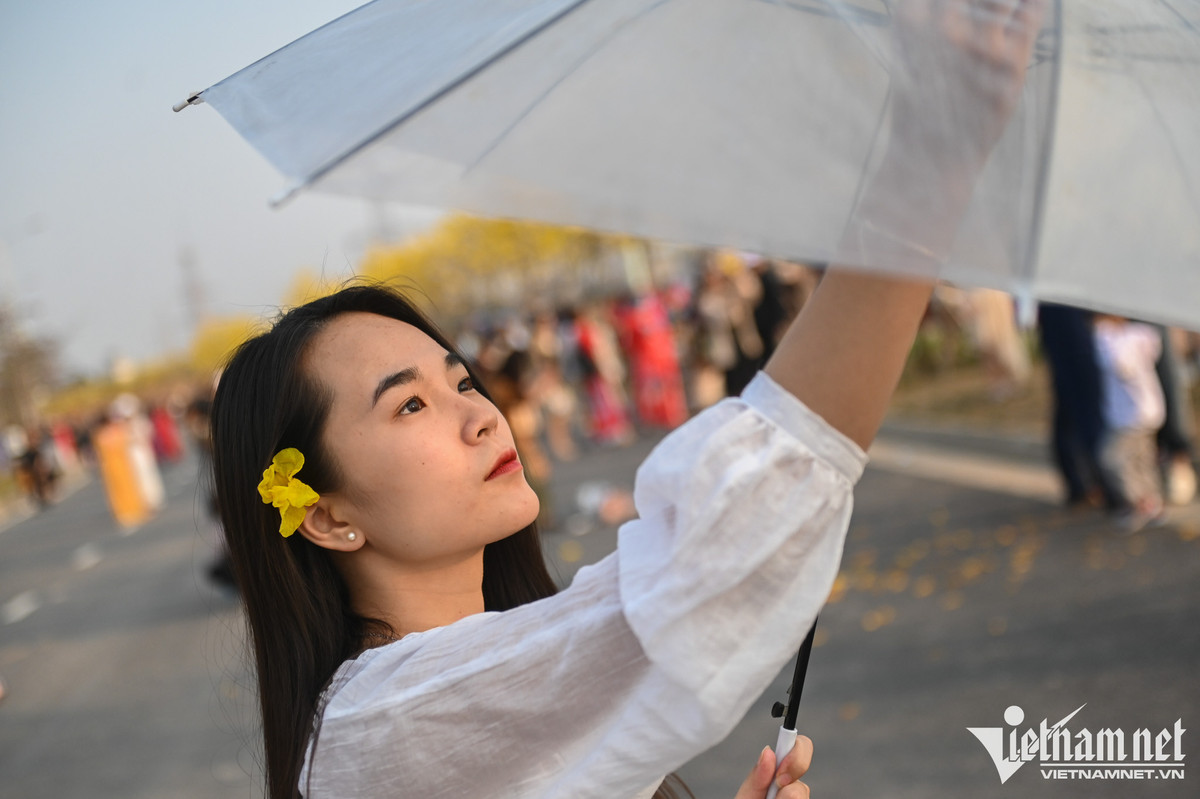 Khi hoa nở, lá cây rụng hết, những chùm hoa sẽ bao trùm cả tán cây, khoe một màu vàng ươm bắt mắt. Nhiều người chọn gài hoa lên tóc, biến tấu thành phụ kiện khi chụp hình.