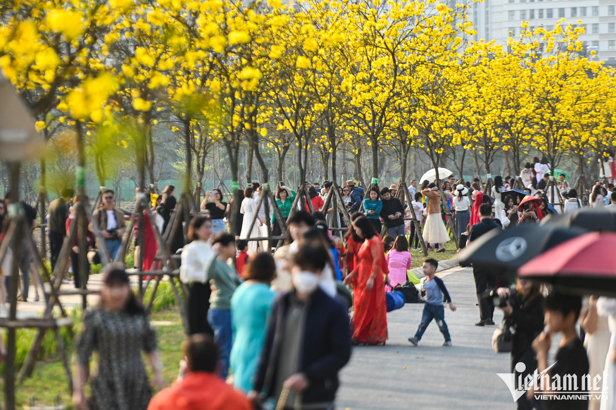 16h30, đường hoa phong linh vẫn rất đông đúc. Thời tiết nắng nhẹ, ấm áp, thích hợp cho một cuối tuần vui chơi quanh thủ đô.