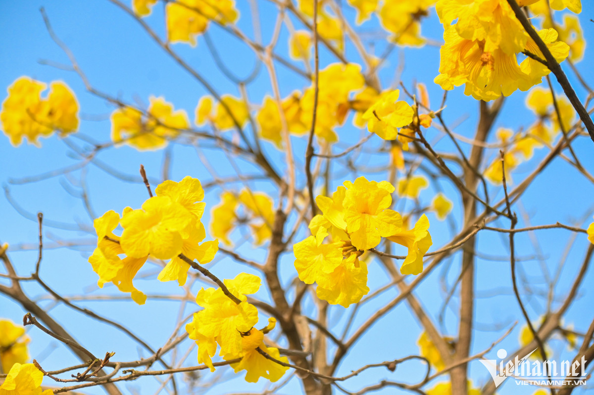 Cây phong linh hay còn gọi là cây chuông vàng, chuông vàng núi, có xuất xứ từ Nam Mỹ. Đây là giống cây thân gỗ, hình trụ tròn và có chiều cao từ 2-8 m, đường kính gốc 15 cm. Hoa mọc thành cụm có hình giống như chiếc chuông, 5 cánh xoè ra từ ống chuông.
